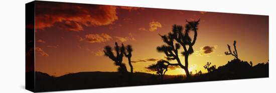 Silhouette of Joshua Trees at Sunset, Joshua Tree National Monument, California, USA-null-Stretched Canvas