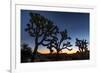 Silhouette of Joshua trees, Joshua Tree National Park, California, USA-null-Framed Photographic Print