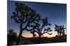 Silhouette of Joshua trees, Joshua Tree National Park, California, USA-null-Mounted Photographic Print