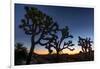 Silhouette of Joshua trees, Joshua Tree National Park, California, USA-null-Framed Photographic Print