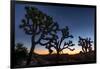 Silhouette of Joshua trees, Joshua Tree National Park, California, USA-null-Framed Photographic Print