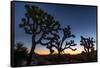 Silhouette of Joshua trees, Joshua Tree National Park, California, USA-null-Framed Stretched Canvas