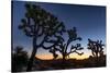 Silhouette of Joshua trees, Joshua Tree National Park, California, USA-null-Stretched Canvas