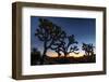 Silhouette of Joshua trees, Joshua Tree National Park, California, USA-null-Framed Premium Photographic Print