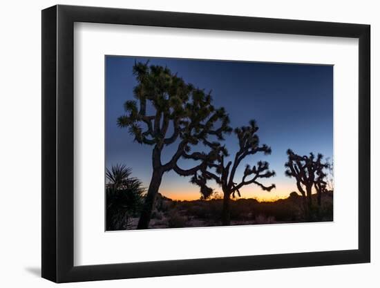 Silhouette of Joshua trees, Joshua Tree National Park, California, USA-null-Framed Premium Photographic Print