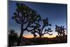 Silhouette of Joshua trees, Joshua Tree National Park, California, USA-null-Mounted Premium Photographic Print