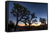 Silhouette of Joshua trees, Joshua Tree National Park, California, USA-null-Framed Stretched Canvas