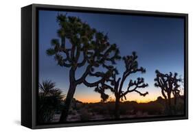 Silhouette of Joshua trees, Joshua Tree National Park, California, USA-null-Framed Stretched Canvas