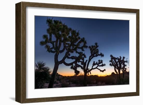 Silhouette of Joshua trees, Joshua Tree National Park, California, USA-null-Framed Photographic Print