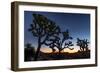 Silhouette of Joshua trees, Joshua Tree National Park, California, USA-null-Framed Photographic Print