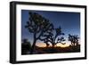 Silhouette of Joshua trees, Joshua Tree National Park, California, USA-null-Framed Photographic Print