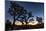 Silhouette of Joshua trees, Joshua Tree National Park, California, USA-null-Mounted Photographic Print
