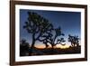 Silhouette of Joshua trees, Joshua Tree National Park, California, USA-null-Framed Photographic Print