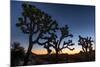 Silhouette of Joshua trees, Joshua Tree National Park, California, USA-null-Mounted Photographic Print