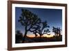 Silhouette of Joshua trees, Joshua Tree National Park, California, USA-null-Framed Photographic Print