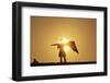 Silhouette of Kite Flier-null-Framed Photographic Print