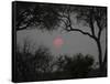 Silhouette of Leadwood Trees at Dusk, Linyanti Concession, Ngamiland, Botswana-null-Framed Stretched Canvas