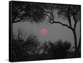 Silhouette of Leadwood Trees at Dusk, Linyanti Concession, Ngamiland, Botswana-null-Framed Stretched Canvas