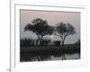 Silhouette of Leadwood Trees at Dusk, Linyanti Concession, Ngamiland, Botswana-null-Framed Photographic Print