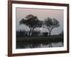 Silhouette of Leadwood Trees at Dusk, Linyanti Concession, Ngamiland, Botswana-null-Framed Photographic Print