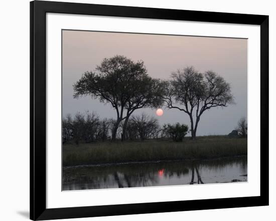 Silhouette of Leadwood Trees at Dusk, Linyanti Concession, Ngamiland, Botswana-null-Framed Photographic Print