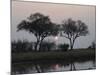 Silhouette of Leadwood Trees at Dusk, Linyanti Concession, Ngamiland, Botswana-null-Mounted Photographic Print