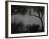 Silhouette of Leadwood Trees at Dusk, Linyanti Concession, Ngamiland, Botswana-null-Framed Photographic Print