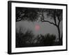 Silhouette of Leadwood Trees at Dusk, Linyanti Concession, Ngamiland, Botswana-null-Framed Photographic Print