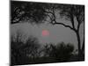 Silhouette of Leadwood Trees at Dusk, Linyanti Concession, Ngamiland, Botswana-null-Mounted Photographic Print