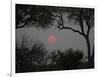 Silhouette of Leadwood Trees at Dusk, Linyanti Concession, Ngamiland, Botswana-null-Framed Photographic Print