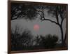 Silhouette of Leadwood Trees at Dusk, Linyanti Concession, Ngamiland, Botswana-null-Framed Photographic Print