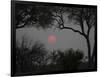 Silhouette of Leadwood Trees at Dusk, Linyanti Concession, Ngamiland, Botswana-null-Framed Photographic Print