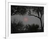 Silhouette of Leadwood Trees at Dusk, Linyanti Concession, Ngamiland, Botswana-null-Framed Photographic Print