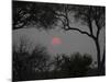 Silhouette of Leadwood Trees at Dusk, Linyanti Concession, Ngamiland, Botswana-null-Mounted Photographic Print