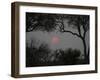 Silhouette of Leadwood Trees at Dusk, Linyanti Concession, Ngamiland, Botswana-null-Framed Photographic Print