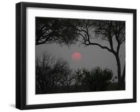 Silhouette of Leadwood Trees at Dusk, Linyanti Concession, Ngamiland, Botswana-null-Framed Photographic Print