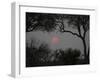 Silhouette of Leadwood Trees at Dusk, Linyanti Concession, Ngamiland, Botswana-null-Framed Photographic Print