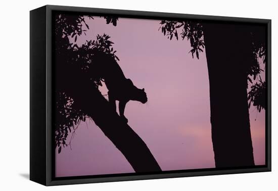 Silhouette of Leopard in Tree-Paul Souders-Framed Stretched Canvas