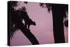 Silhouette of Leopard in Tree-Paul Souders-Stretched Canvas