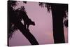 Silhouette of Leopard in Tree-Paul Souders-Stretched Canvas