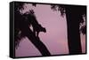 Silhouette of Leopard in Tree-Paul Souders-Framed Stretched Canvas