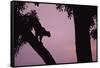 Silhouette of Leopard in Tree-Paul Souders-Framed Stretched Canvas