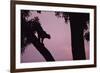 Silhouette of Leopard in Tree-Paul Souders-Framed Photographic Print