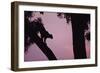 Silhouette of Leopard in Tree-Paul Souders-Framed Photographic Print