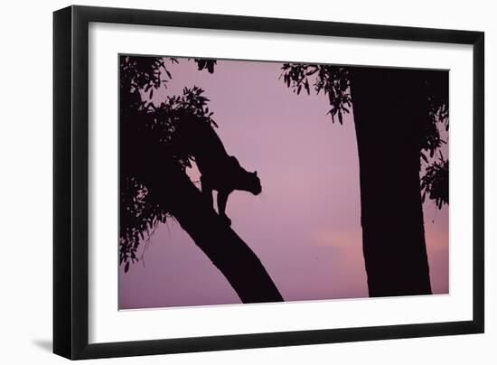 Silhouette of Leopard in Tree-Paul Souders-Framed Photographic Print