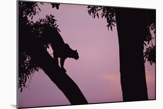 Silhouette of Leopard in Tree-Paul Souders-Mounted Photographic Print