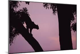 Silhouette of Leopard in Tree-Paul Souders-Mounted Photographic Print