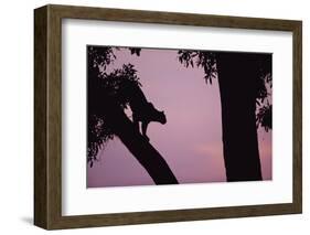 Silhouette of Leopard in Tree-Paul Souders-Framed Photographic Print