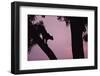 Silhouette of Leopard in Tree-Paul Souders-Framed Photographic Print