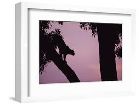 Silhouette of Leopard in Tree-Paul Souders-Framed Photographic Print